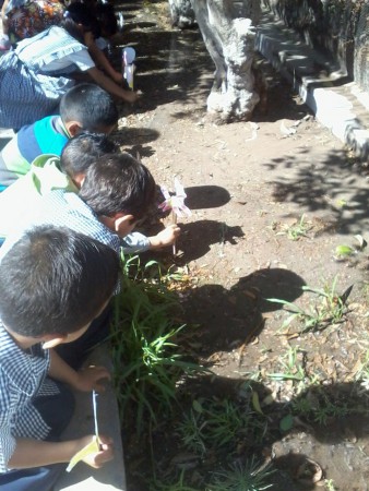 Creando su vivero en una jardinera del kinder...